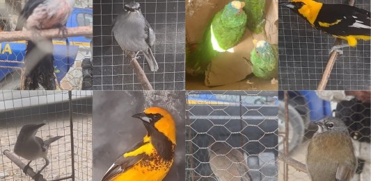 Al menos 28 especies de aves fueron rescatadas por agentes de Diprona. Foto La Hora: PNC