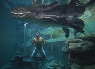 Cocodrilos Australia