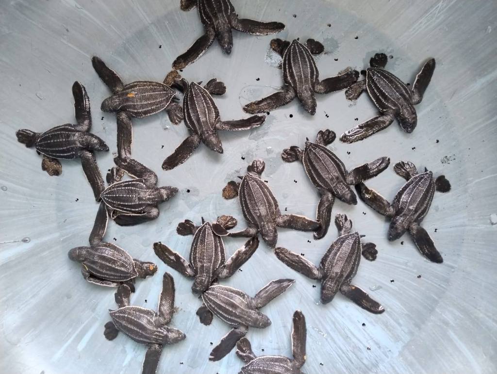 CONAP libera a 26 neonatos de tortugas baula en playa Tulate de Retalhuleu