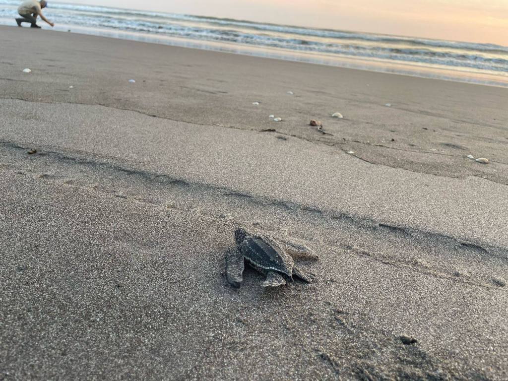 CONAP libera a 26 neonatos de tortugas baula en playa Tulate de Retalhuleu