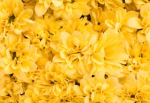 Flores Amarillas