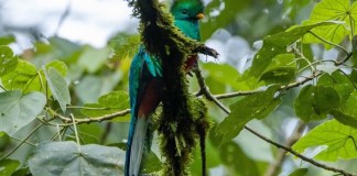 3 de marzo: Día Mundial de la vida silvestre y la naturaleza