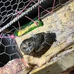 Animales localizados en Granja de Rehabilitación Canadá serán resguardados por CONAP