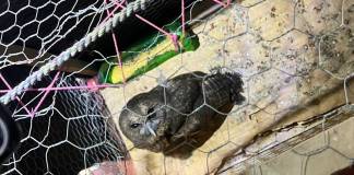 Animales localizados en Granja de Rehabilitación Canadá serán resguardados por CONAP