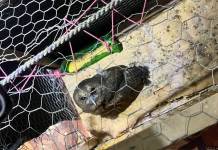 Animales localizados en Granja de Rehabilitación Canadá serán resguardados por CONAP Animales localizados en Granja de Rehabilitación Canadá serán resguardados por CONAP