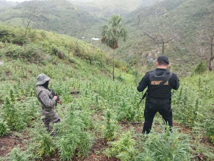 Antinarcóticos erradica mas de Q14 millones en presunta marihuana en Petén