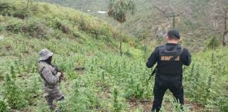 Antinarcóticos erradica mas de Q14 millones en presunta marihuana en Petén
