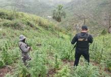 Antinarcóticos erradican más de Q14 millones en presunta marihuana en Petén Antinarcóticos erradica mas de Q14 millones en presunta marihuana en Petén