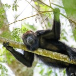 CONAP alerta de las consecuencias de alimentar y acercarse a la fauna silvestre en Guatemala