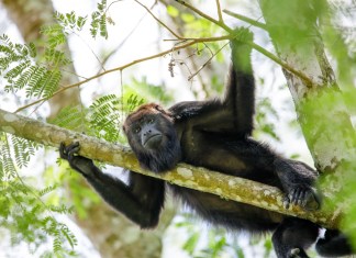 CONAP alerta de las consecuencias de alimentar y acercarse a la fauna silvestre en Guatemala