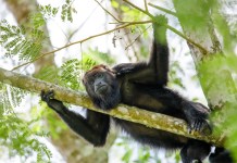 CONAP alerta de las consecuencias de alimentar y acercarse a la fauna silvestre en Guatemala CONAP alerta de las consecuencias de alimentar y acercarse a la fauna silvestre en Guatemala