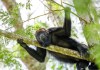 CONAP alerta de las consecuencias de alimentar y acercarse a la fauna silvestre en Guatemala