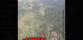 CONAP denuncia la tala y quema de árboles en la Reserva de la Biosfera Maya