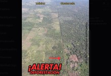 CONAP denuncia tala y quema de árboles en la Reserva de la Biosfera Maya CONAP denuncia la tala y quema de árboles en la Reserva de la Biosfera Maya