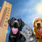 Calor Mascotas