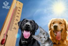 Cómo proteger a tu mascota durante la temporada de calor Calor Mascotas