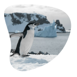 Paso a paso de cómo apadrinar un pingüino gratis y de forma virtual 