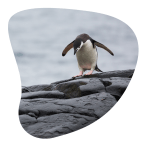Paso a paso de cómo apadrinar un pingüino gratis y de forma virtual 