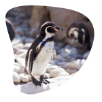 Paso a paso de cómo apadrinar un pingüino gratis y de forma virtual 
