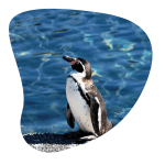 Paso a paso de cómo apadrinar un pingüino gratis y de forma virtual 