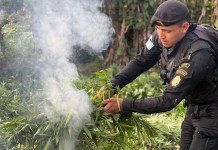 Autoridades erradican más de 63 mil plantas de marihuana en Las Cruces, Petén