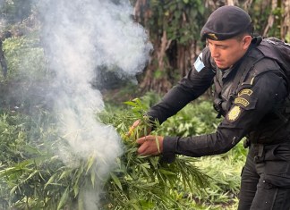 Autoridades erradican más de 63 mil plantas de marihuana en Las Cruces, Petén