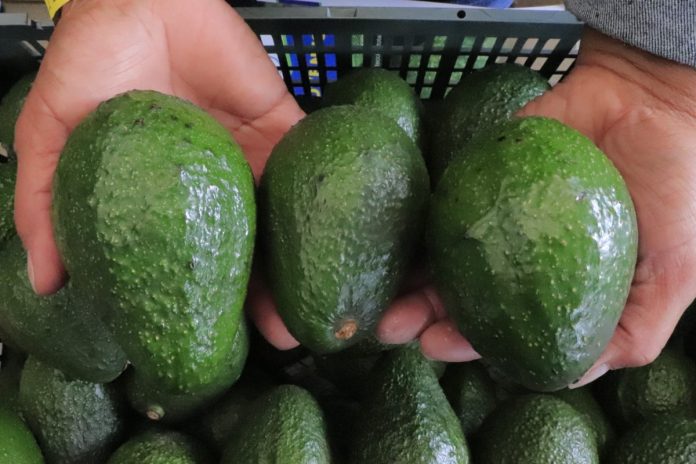 Esto falta para que Guatemala pueda concretar las exportaciones del aguacate Hass a EE.UU.