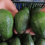 Esto falta para que Guatemala pueda concretar las exportaciones del aguacate Hass a EE.UU.