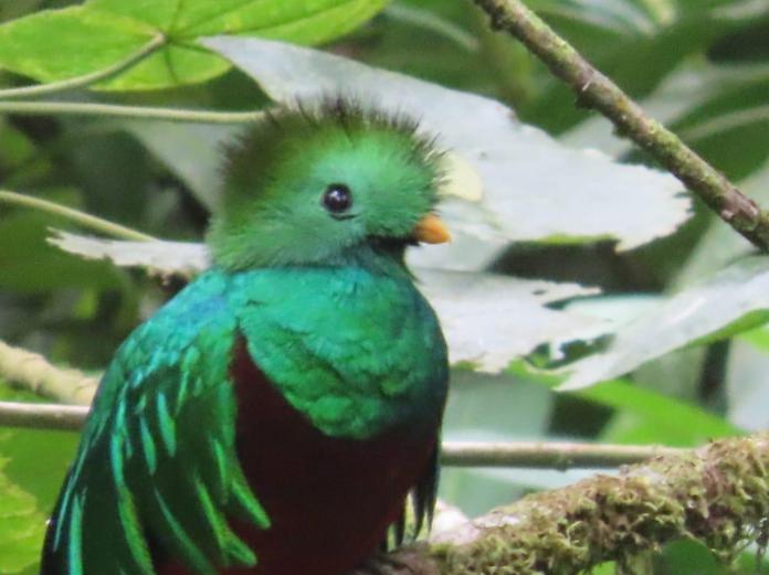 Fauna silvestre en su hábitat (1) CONAP alerta de las consecuencias de alimentar y acercarse a la fauna silvestre en Guatemala