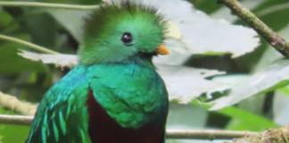 «¡Déjame vivir, no me mates!»: CONAP lanza campaña contra la cacería y el tráfico ilegal de fauna silvestre CONAP alerta de las consecuencias de alimentar y acercarse a la fauna silvestre en Guatemala