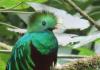«¡Déjame vivir, no me mates!»: CONAP lanza campaña contra la cacería y el tráfico ilegal de fauna silvestre CONAP alerta de las consecuencias de alimentar y acercarse a la fauna silvestre en Guatemala