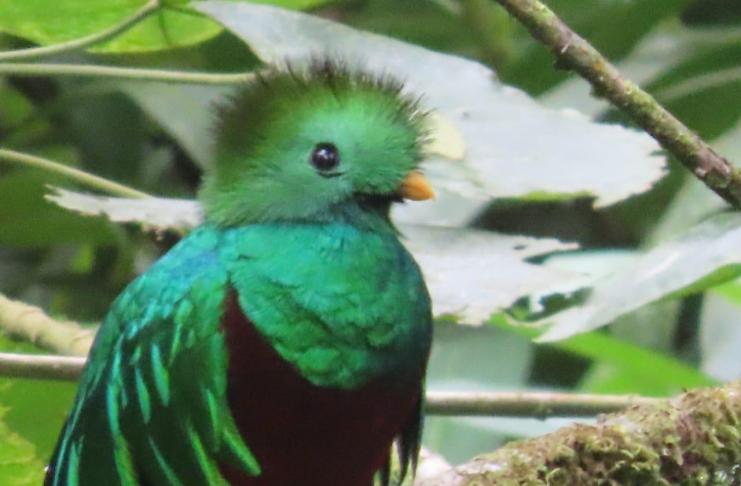 «¡Déjame vivir, no me mates!»: CONAP lanza campaña contra la cacería y el tráfico ilegal de fauna silvestre CONAP alerta de las consecuencias de alimentar y acercarse a la fauna silvestre en Guatemala