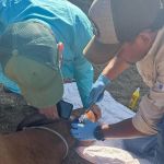 Gusano Barrenador Más de 23 mil animales infectados han sido curados en los puestos de control