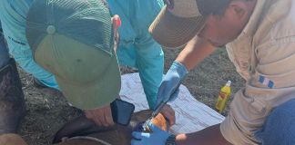 Gusano Barrenador Más de 23 mil animales infectados han sido curados en los puestos de control