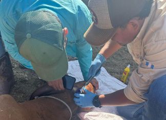 Gusano Barrenador Más de 23 mil animales infectados han sido curados en los puestos de control