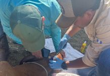Gusano Barrenador: Más de 23 mil animales infectados han sido curados en puestos de control Gusano Barrenador Más de 23 mil animales infectados han sido curados en los puestos de control