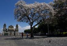 La historia detrás del árbol que acompaña la Cuaresma en la Plaza de la Constitución Foto La Hora: Daniel Ramírez
