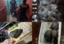 Encuentran animales exóticos, licor, celulares y más durante requisa en Granja Canadá Foto La Hora: MP