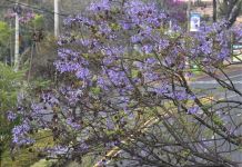 Jacaranda. Foto La Hora: Daniel Ramírez