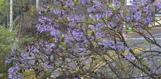 Jacaranda. Foto La Hora: Daniel Ramírez