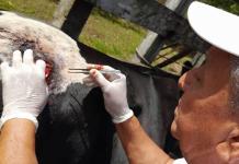 Investigan posibles casos de Gusano Barrenador del Ganado en Petén Foto La Hora: MAGA