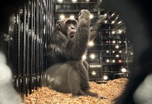 «Yoko», el último chimpancé bajo cuidado humano en Colombia, es trasladado a Brasil