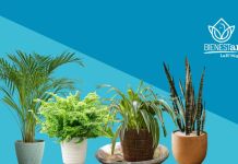 Temporada de calor: Plantas que pueden ayudar a mantener tu hogar fresco Plantas