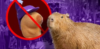 En 2020 una capibara formó parte del videoclip de la canción "Ice cream" de Selena Gomez y Blackpink. Arte: Víctor García