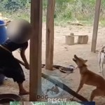 Denuncian a mujer por presuntamente matar a un perro a palazos en Petén