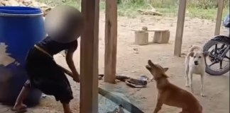 Denuncian a mujer por presuntamente matar a un perro a palazos en Petén