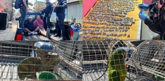 Presuntos distribuidores de droga capturados, junto con animales exóticos y droga incautada en allanamiento en zona 21. Foto La Hora: PNC