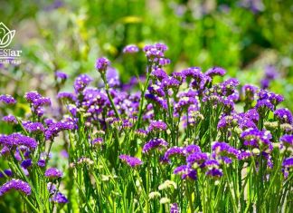 Festival Flor Estaticia