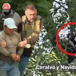 Un hombre con orden de arresto huyó de las autoridades trepando un árbol. Foto La Hora: SBG San Antonio.