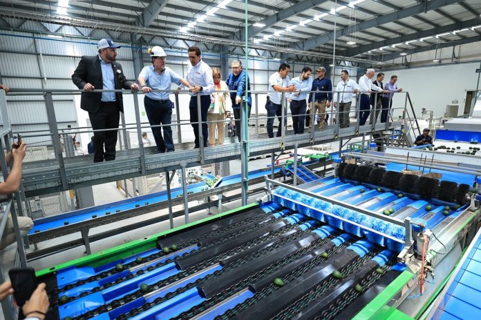 Guatemala avanza para exportar aguacate hacia EE.UU. inaugurando una empacadora del producto en el país